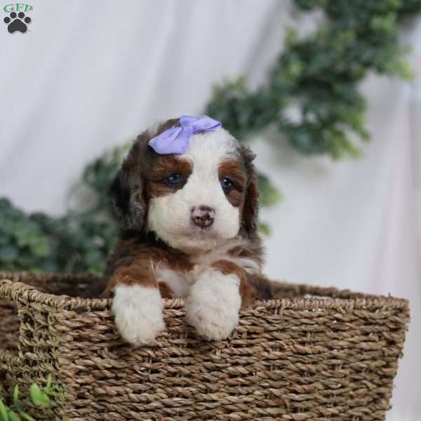 Daisy, Mini Bernedoodle Puppy